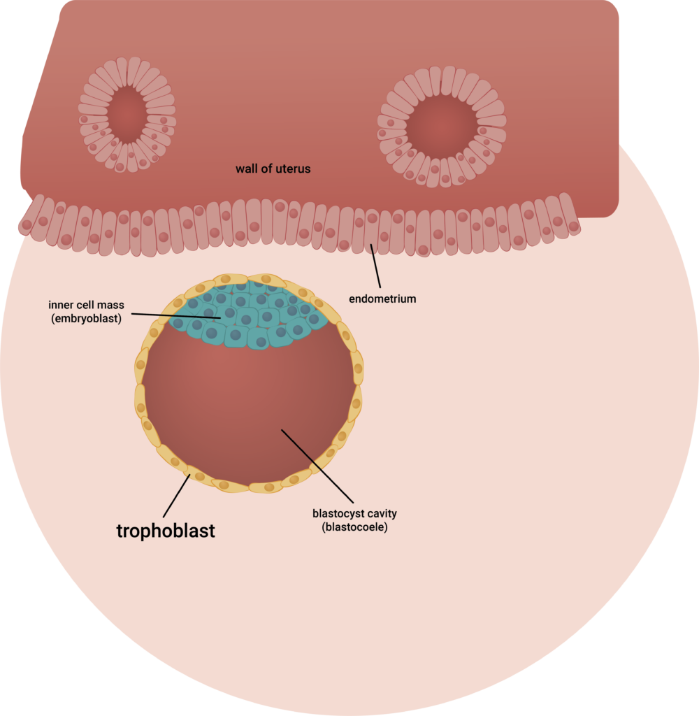 TrophoblastCell